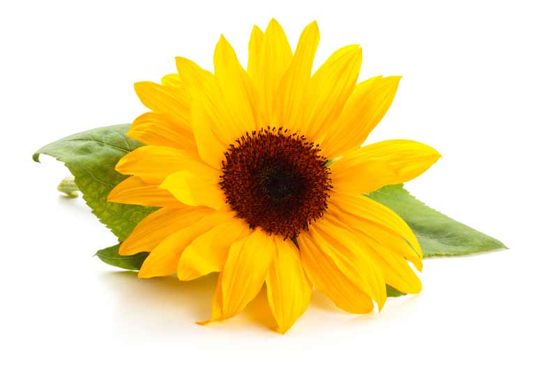 Girasol